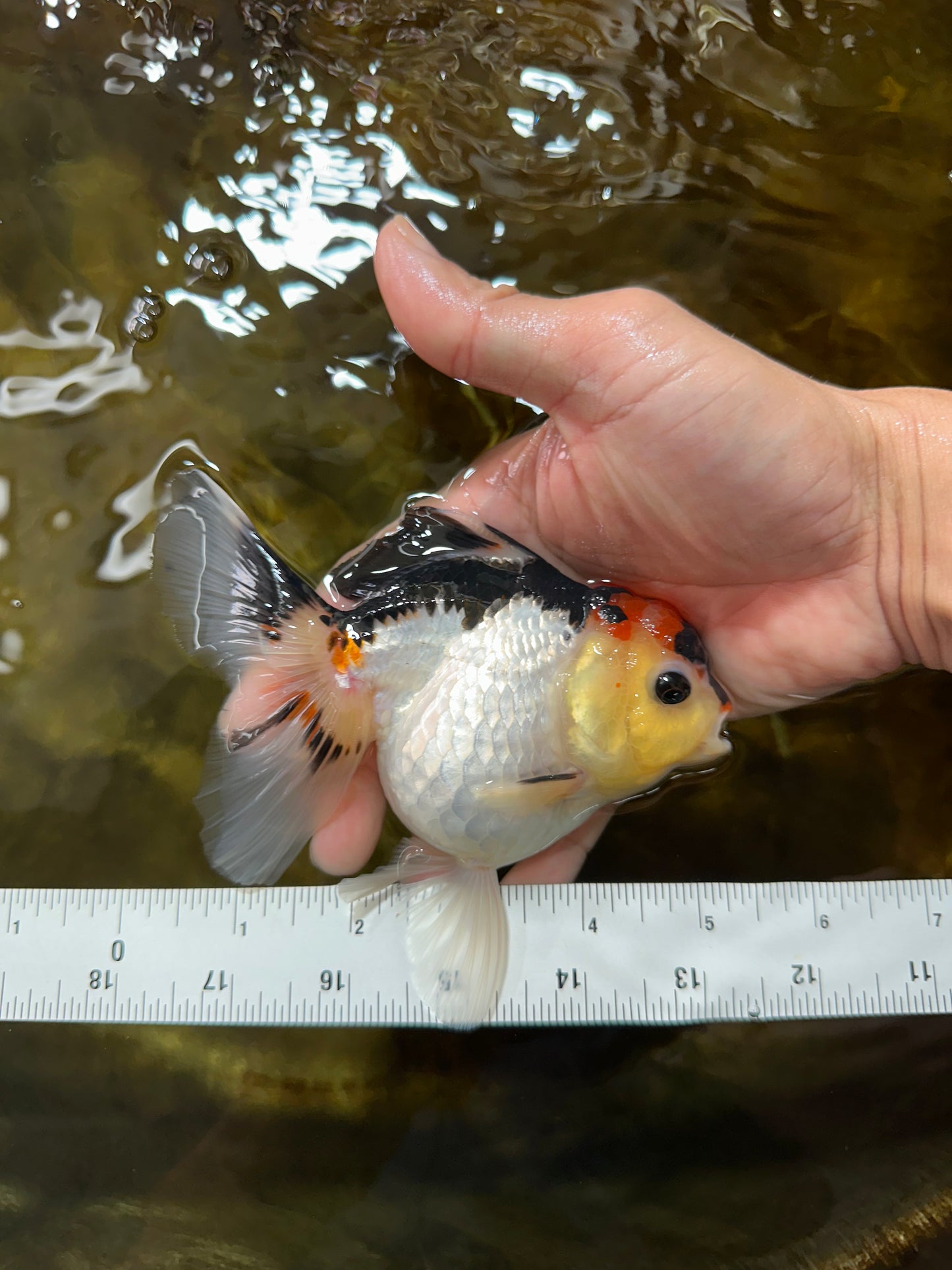 Adorable Tricolor Button Eyes Oranda Female 5 inches #080825OR_13