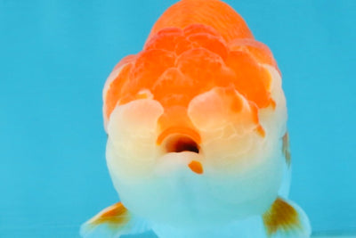 A Grade Red White LionQueen 4 inches #112125LC_10