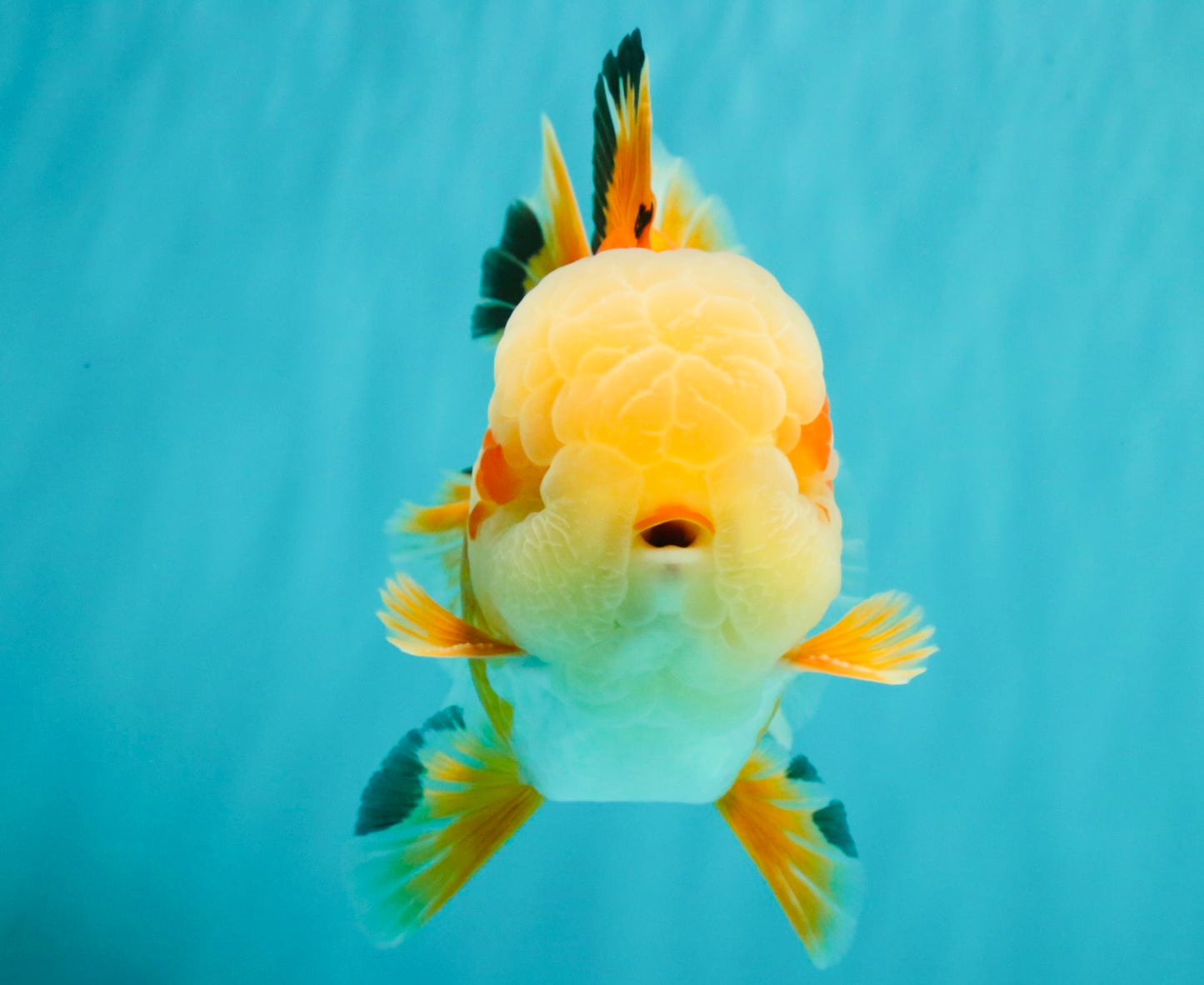 AAA Grade Red White Jade Head Oranda Male 5.5-6 inches #071026OR_29