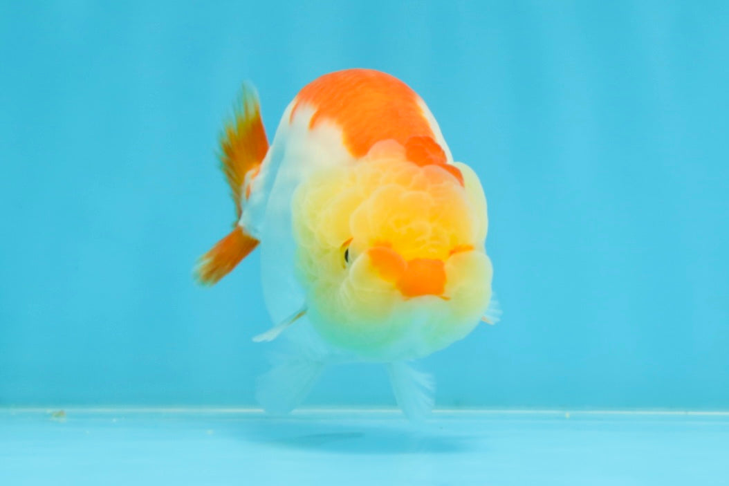 A Grade Young Red White LionQueen 4 inches #101025LC_03