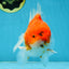 SUPER CHONKY A Grade Sakura Oranda Male 5.5-6 inches #120525OR_03