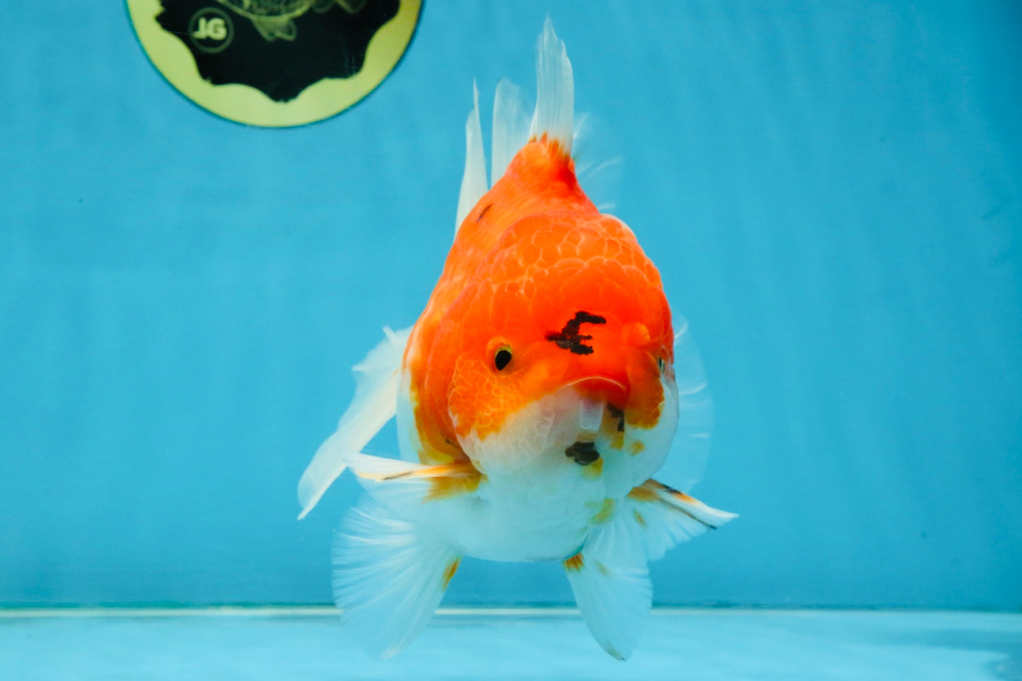 SUPER CHONKY A Grade Sakura Oranda Male 5.5-6 inches #120525OR_03