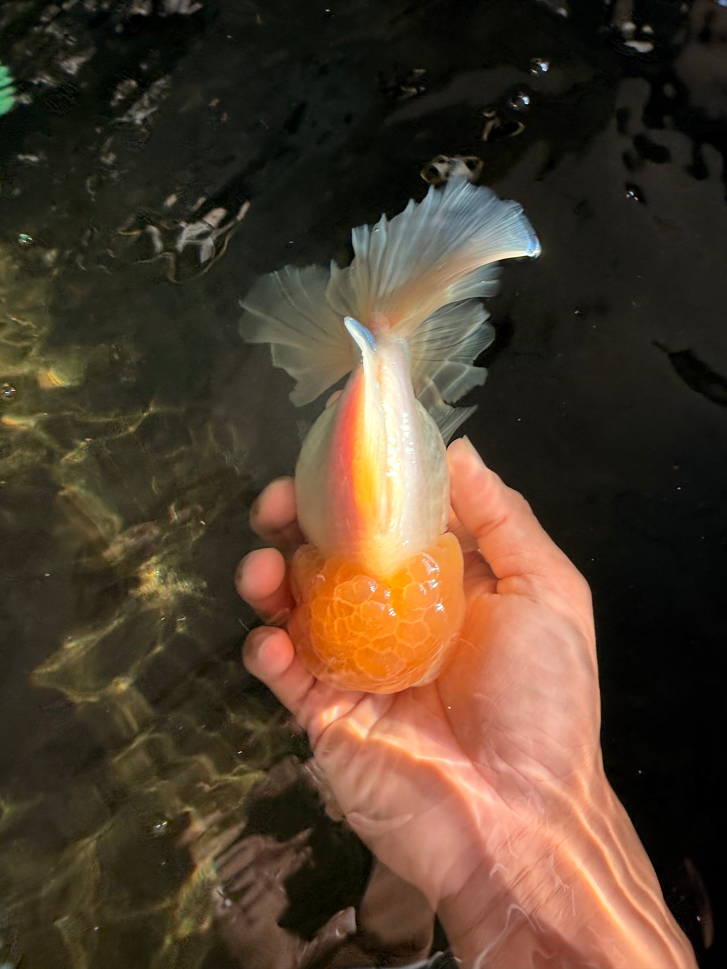 A  Grade White Oranda Male 6-6.5 inches #071026OR_27