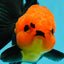 Grumpy 😡 A Grade Red Head Button Eyes Oranda Male 4.5-5 inches #1004OR_38