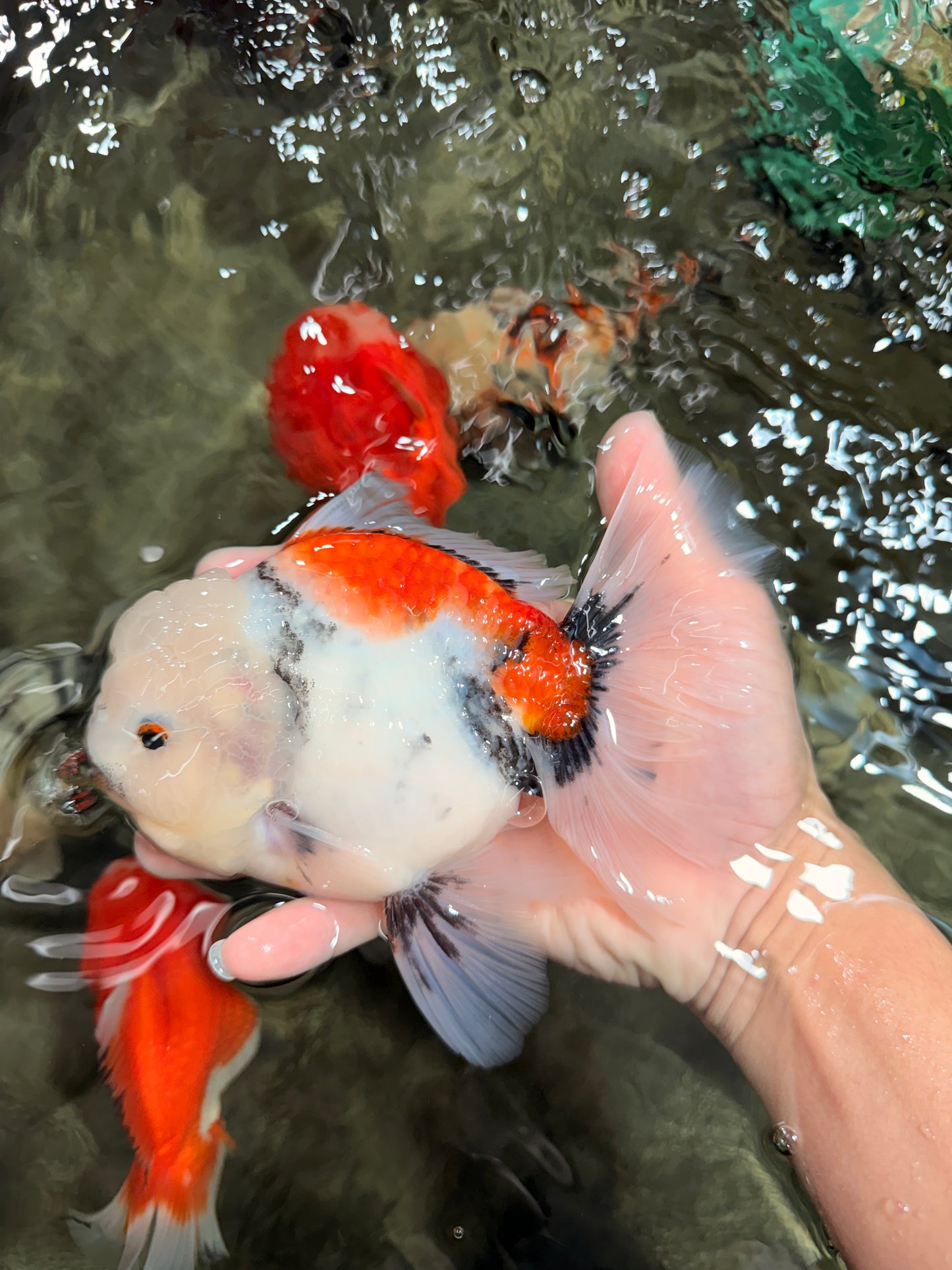 Marble Oranda Male 6.5 inches #050126OR_14