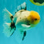 A Grade Marble Oranda Male 6 inches #062626OR_33