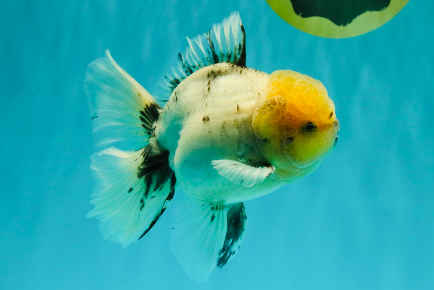 A Grade Marble Oranda Male 6 inches #062626OR_33