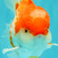 A Grade Polkadot Red White Oranda Male 5.5 inches #100926OR_13