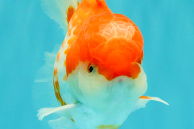 A Grade Polkadot Red White Oranda Male 5.5 inches #100926OR_13