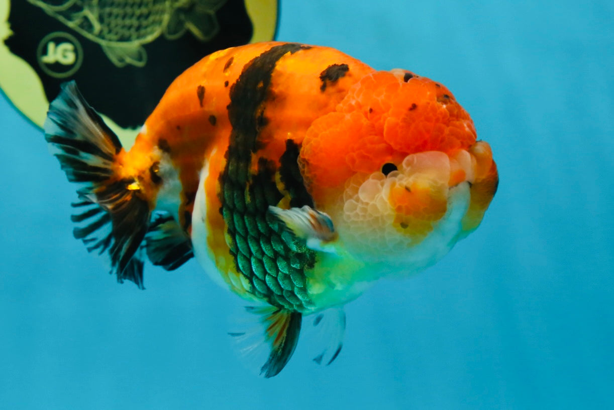 A Grade Tricolor Tiger LionKing 4.5 inches #052325LC_16