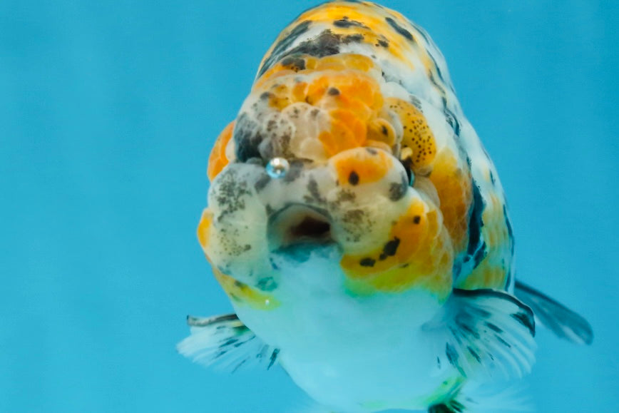 A Grade Tricolor Tiger LionKing 4.5-5 inches #062725LC_02