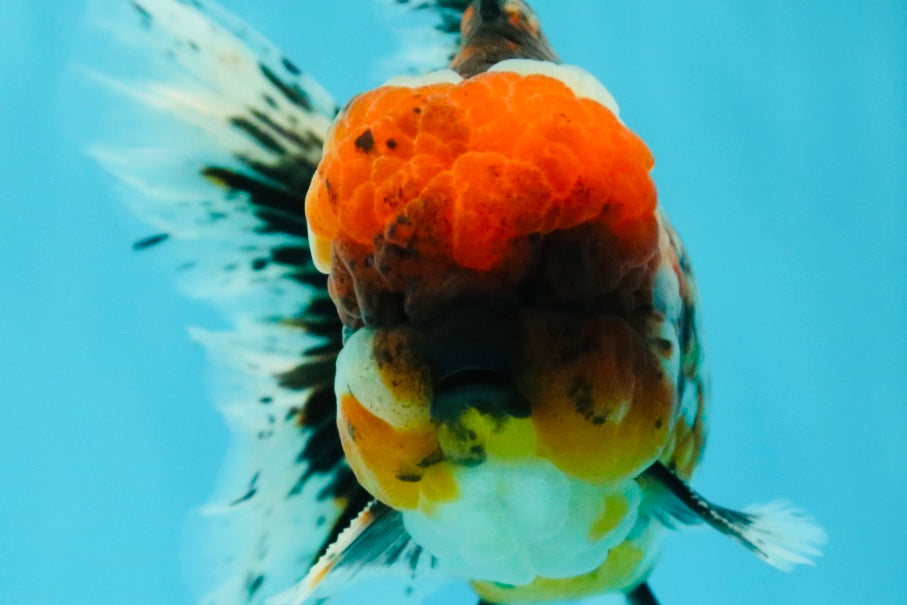 GIANT SUPER AAA Grade Godzilla Kirin Calico Oranda Male 6.5-7 inches #030626OR_06