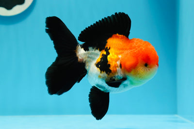 Oranda tricolor hembra de grado AAA de 4,5 pulgadas n.º 0503OR_01