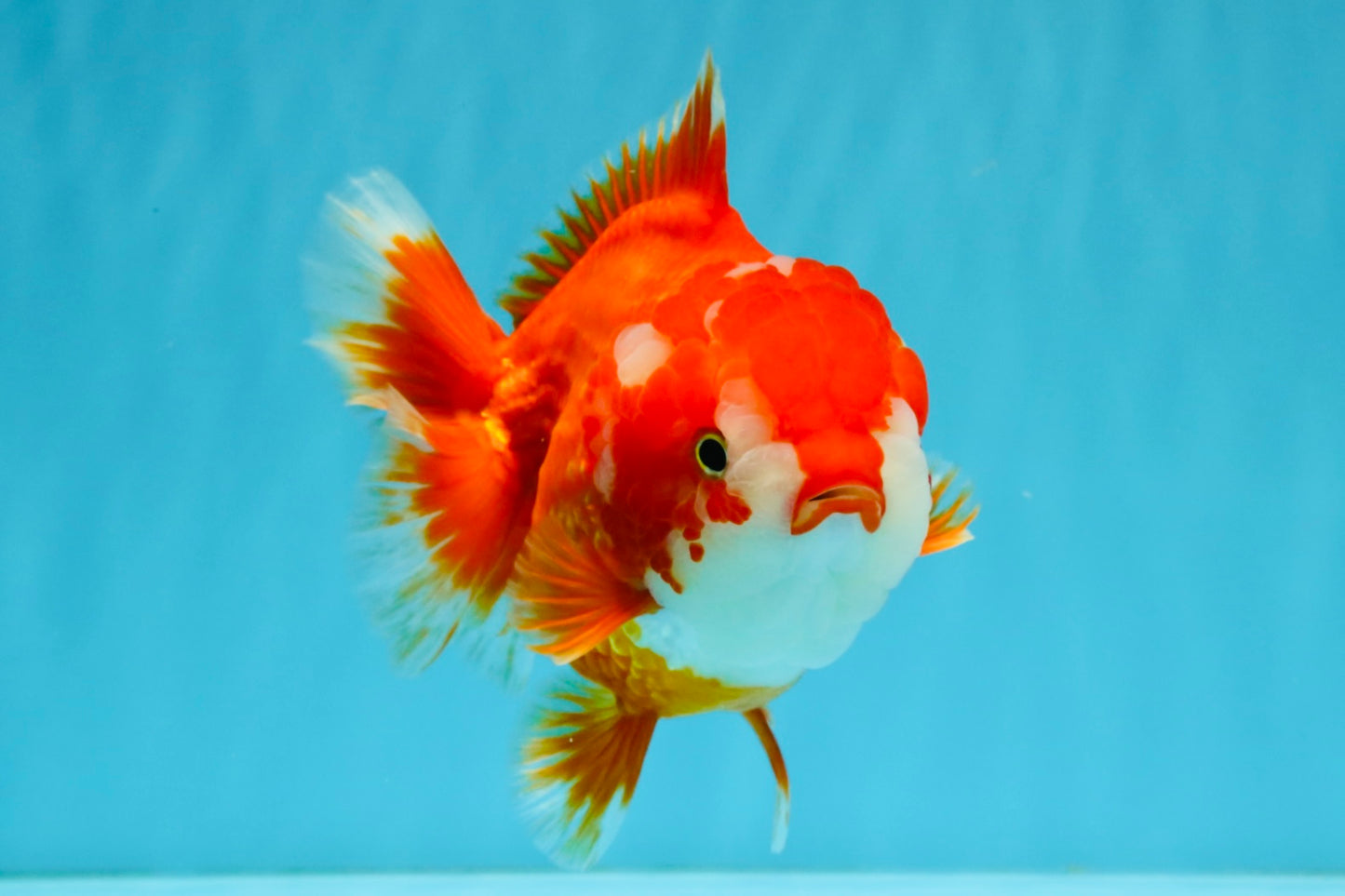 CHUBBY AAA Grade Red White Yuanbao Female 5.5 inches #041026YB_23