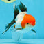 A Grade Tricolor Oranda Male 5 inches #080825OR_05