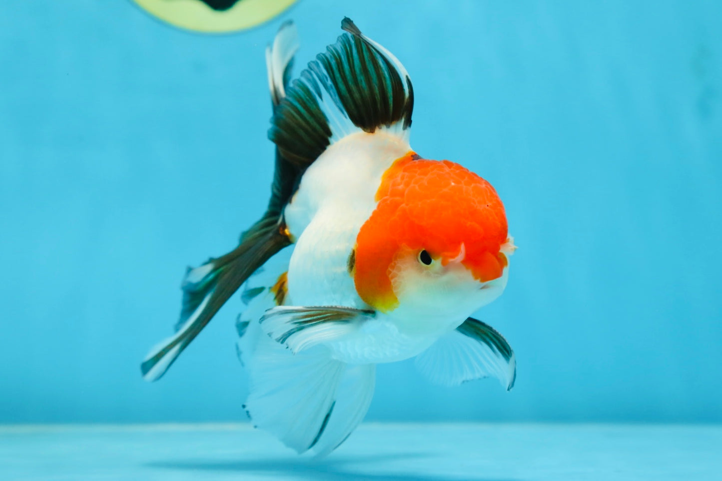 A Grade Tricolor Oranda Male 5 inches #080825OR_05