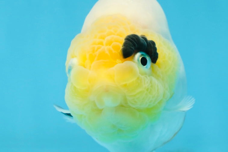 SPECIAL AAA Grade Chinese Cow Ranchu Female 5 inches #102425RC_06