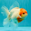 A Grade Tancho Sakura Oranda Male 5.5-6 inches #070626OR_15