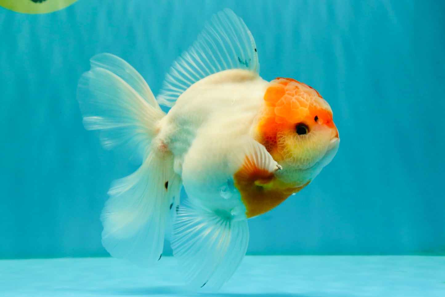 A Grade Tancho Sakura Oranda Male 5.5-6 inches #070626OR_15