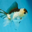 Panda Oranda Male 5-5.5 inches #112125OR_21