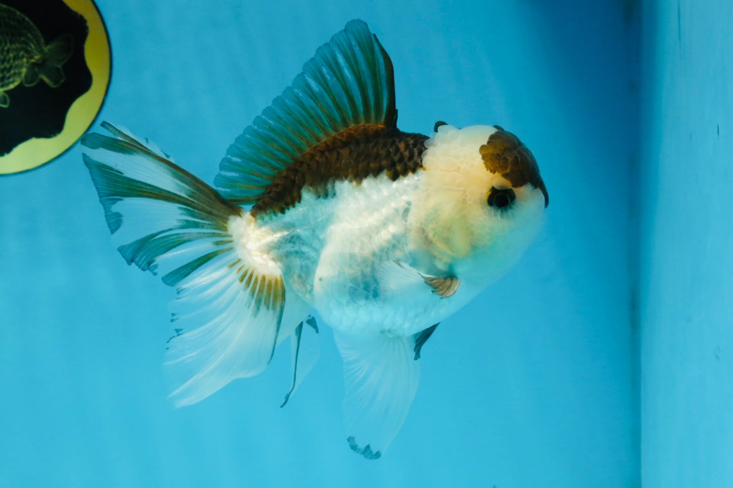 Panda Oranda Male 5-5.5 inches #112125OR_21
