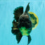 AAA Grade Broadtail Black Godzilla Oranda Male 7 inches #071026OR_01
