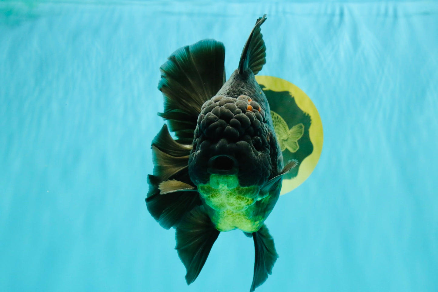 AAA Grade Broadtail Black Godzilla Oranda Male 7 inches #071026OR_01
