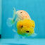 Lemonhead Lionchu Male 4-4.5 inches #0927LC_10