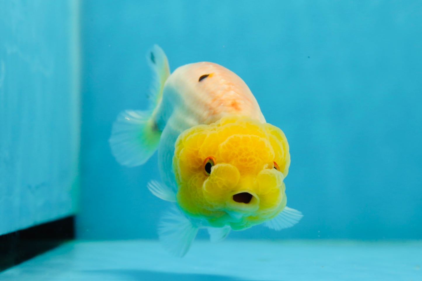 Lemonhead Lionchu Male 4-4.5 inches #0927LC_10