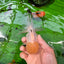 Oranda macho de cabeza de limón de grado AAA de 4,5 a 5 pulgadas n.º 0830OR_16