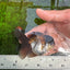 Panda Oranda Male 3-3.5 inches #1004OR_32