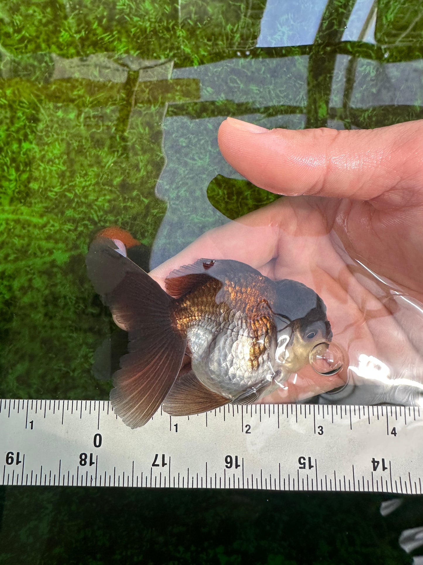 Panda Oranda Male 3-3.5 inches #1004OR_32