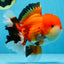 AAA Grade CHUBBY CHEEK Apache Oranda Male 5.5-6 inches #080825OR_19