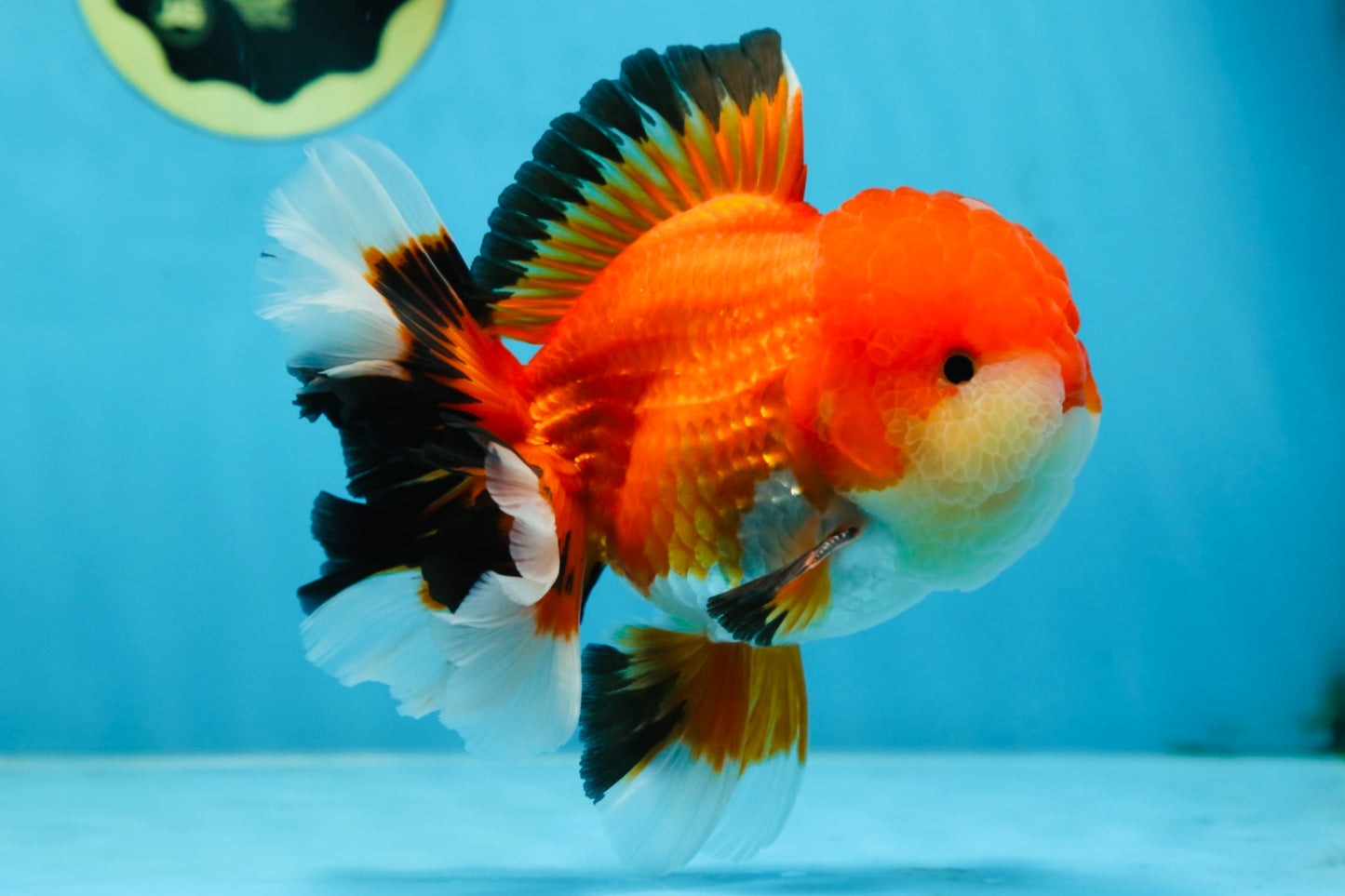 AAA Grade CHUBBY CHEEK Apache Oranda Male 5.5-6 inches #080825OR_19