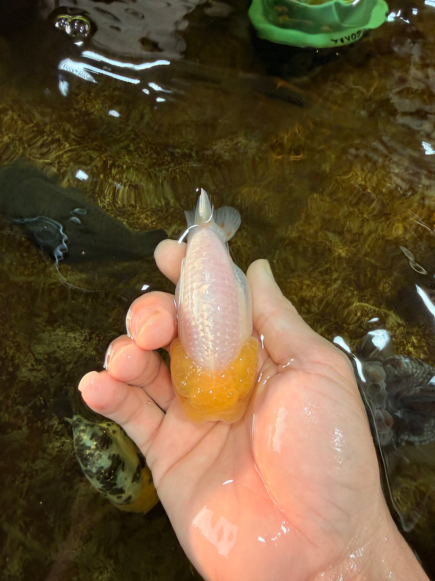 LEMON POP AAA Grade Lemonhead LionQueen 3.5-4 inches #101725LC_03