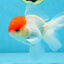 A Grade Super Cute Red Cap Oranda Male 4.5-5 inches #053025OR_22