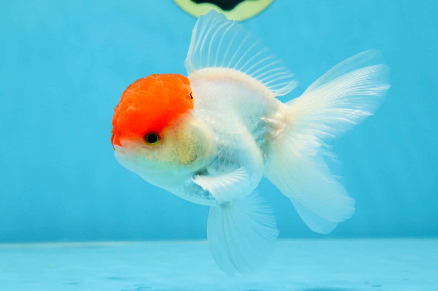 A Grade Super Cute Red Cap Oranda Male 4.5-5 inches #053025OR_22