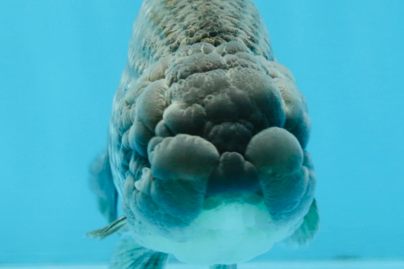 Blue LionChu Male 5 inches #103125LC_15