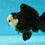AAA Grade Pompom Panda Button Eyes Yuanbao Male 4 inches #050925YB_25