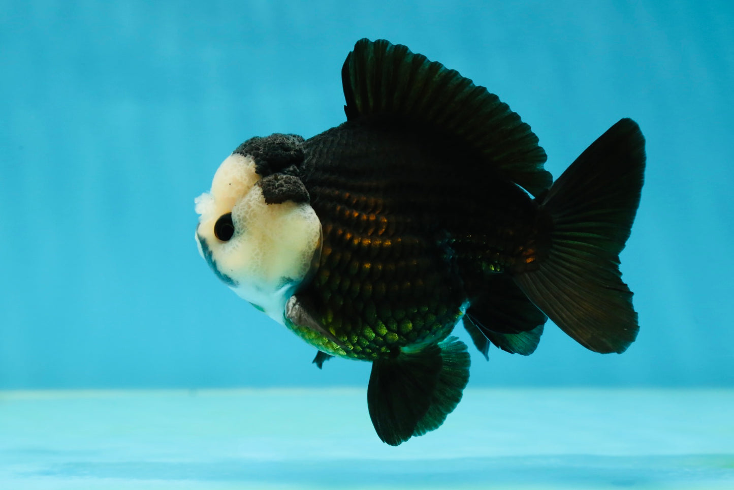 AAA Grade Pompom Panda Button Eyes Yuanbao Male 4 inches #050925YB_25