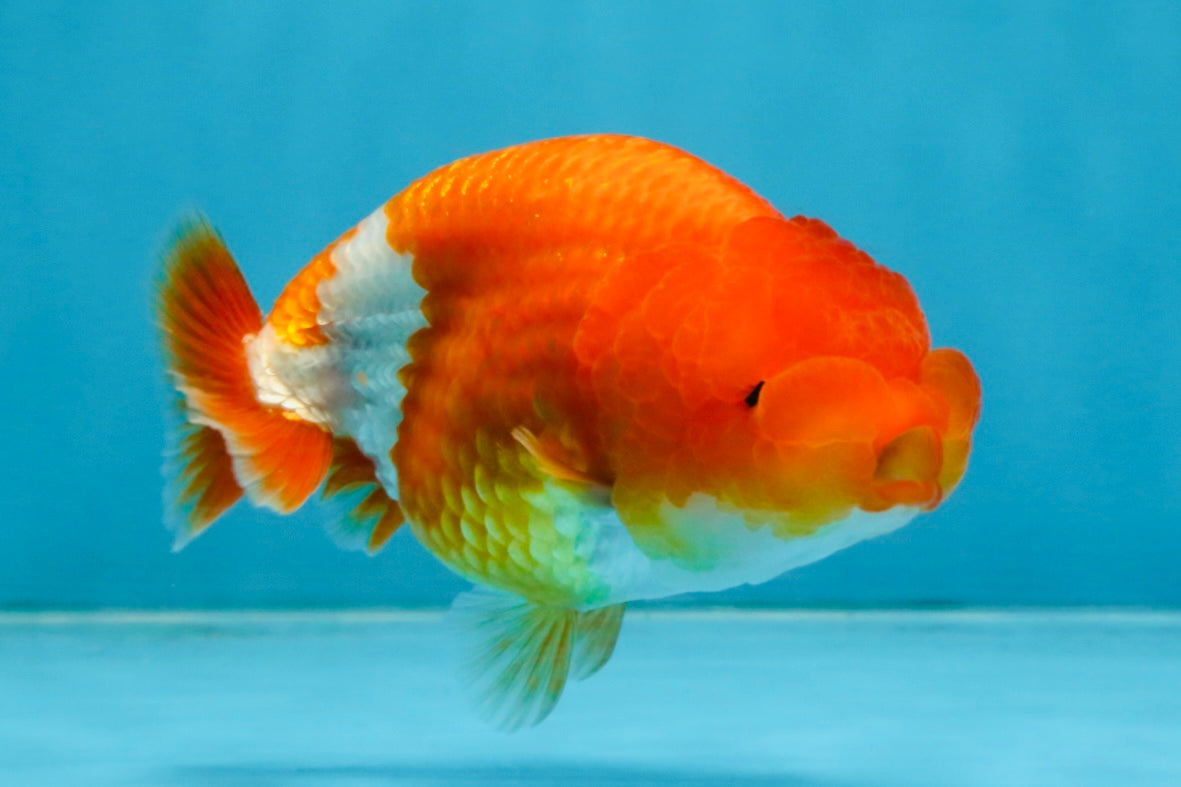 A Grade Red White LionQueen 4 inches #112825LC_06