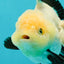 A Grade Fluffy Wen Panda Oranda Female 5-5.5 inches #110824OR_03