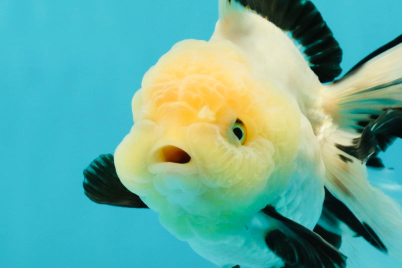 A Grade Fluffy Wen Panda Oranda Female 5-5.5 inches #110824OR_03