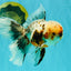 AAA Grade Calico Oranda Male 6-6.5 inches #070626OR_16
