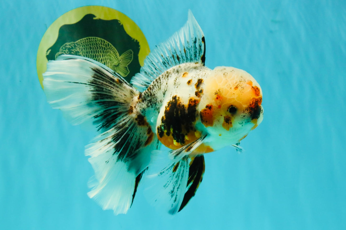 AAA Grade Calico Oranda Male 6-6.5 inches #070626OR_16