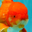 JUMBO AAA Grade Red White Oranda Male 8.5 inches #071726OR_01