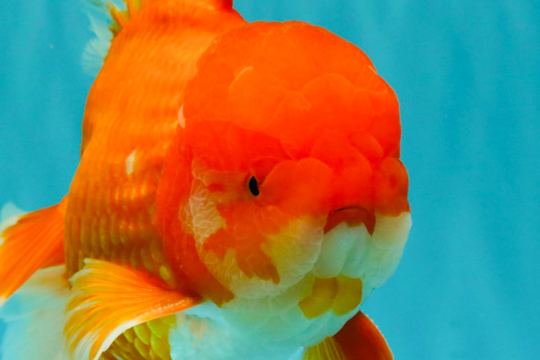 JUMBO AAA Grade Red White Oranda Male 8.5 inches #071726OR_01