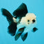 Panda Oranda Female 4.5 inches #112924OR_14