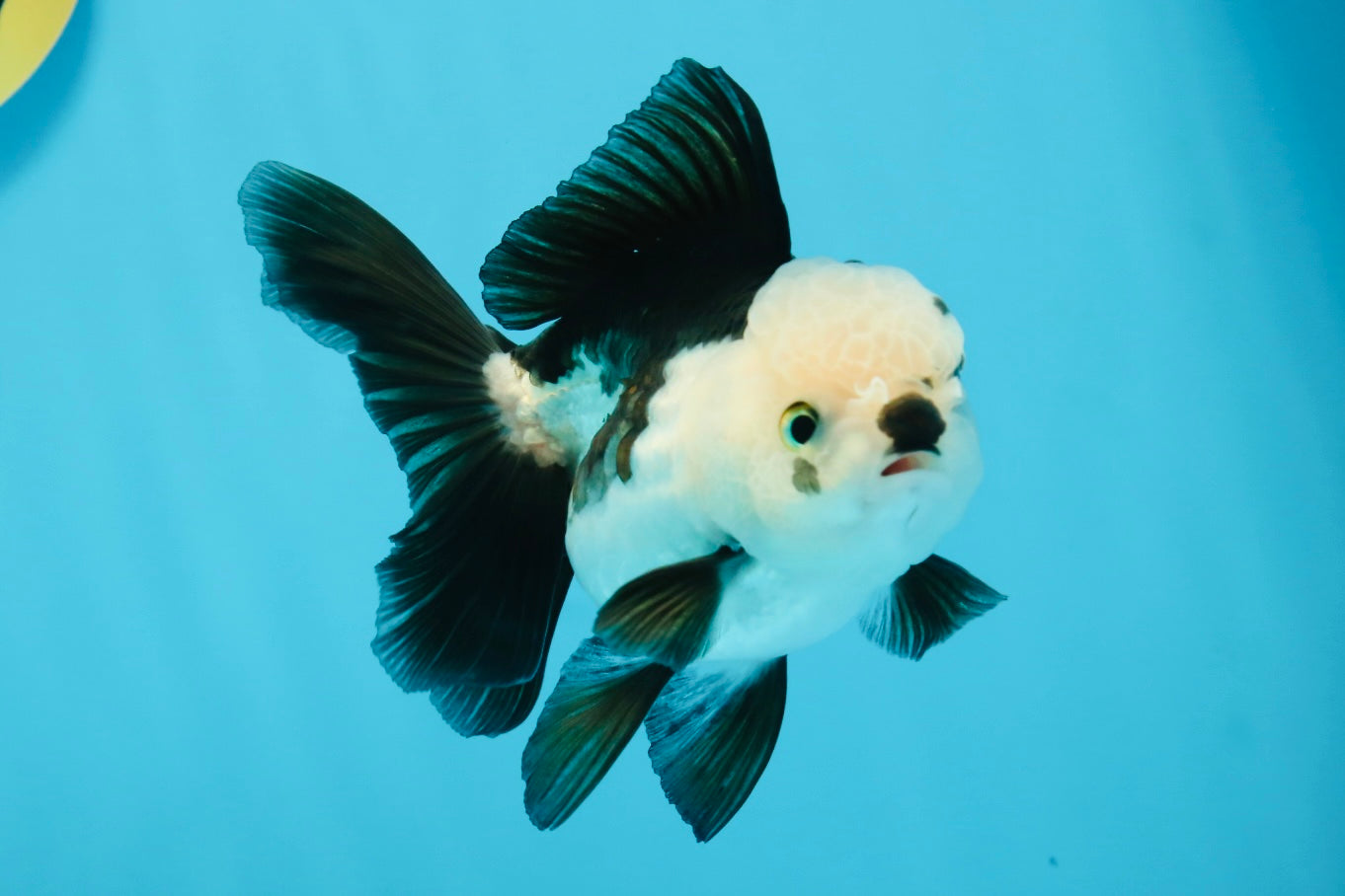 Panda Oranda Female 4.5 inches #112924OR_14