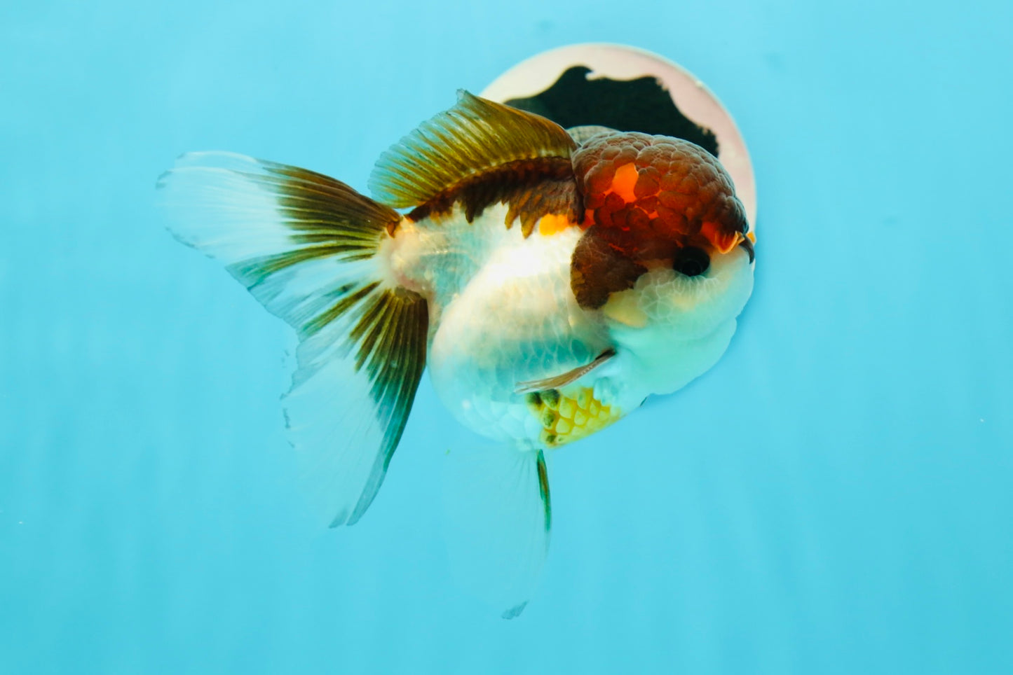 Cheerful Tricolor Oranda Female 4.5 inches #0524OR_05